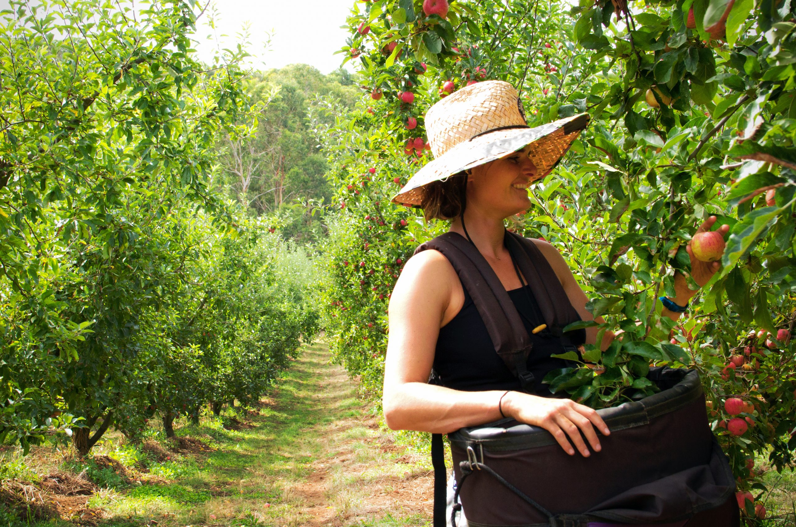 Farmhand picking apples