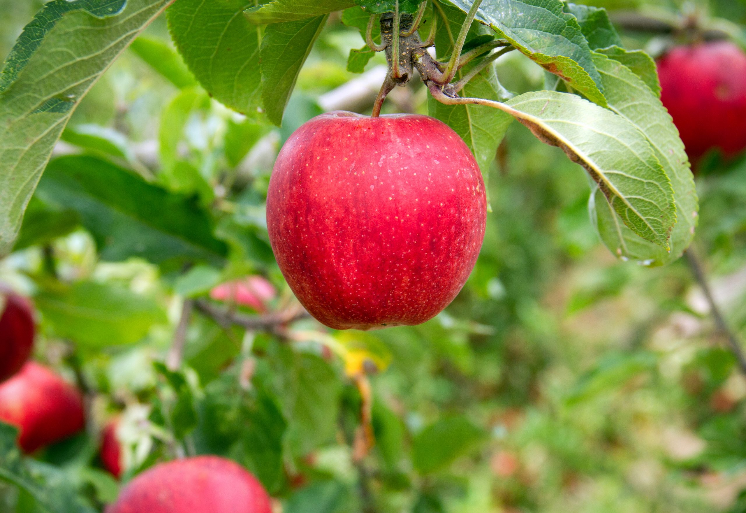 Gala apple