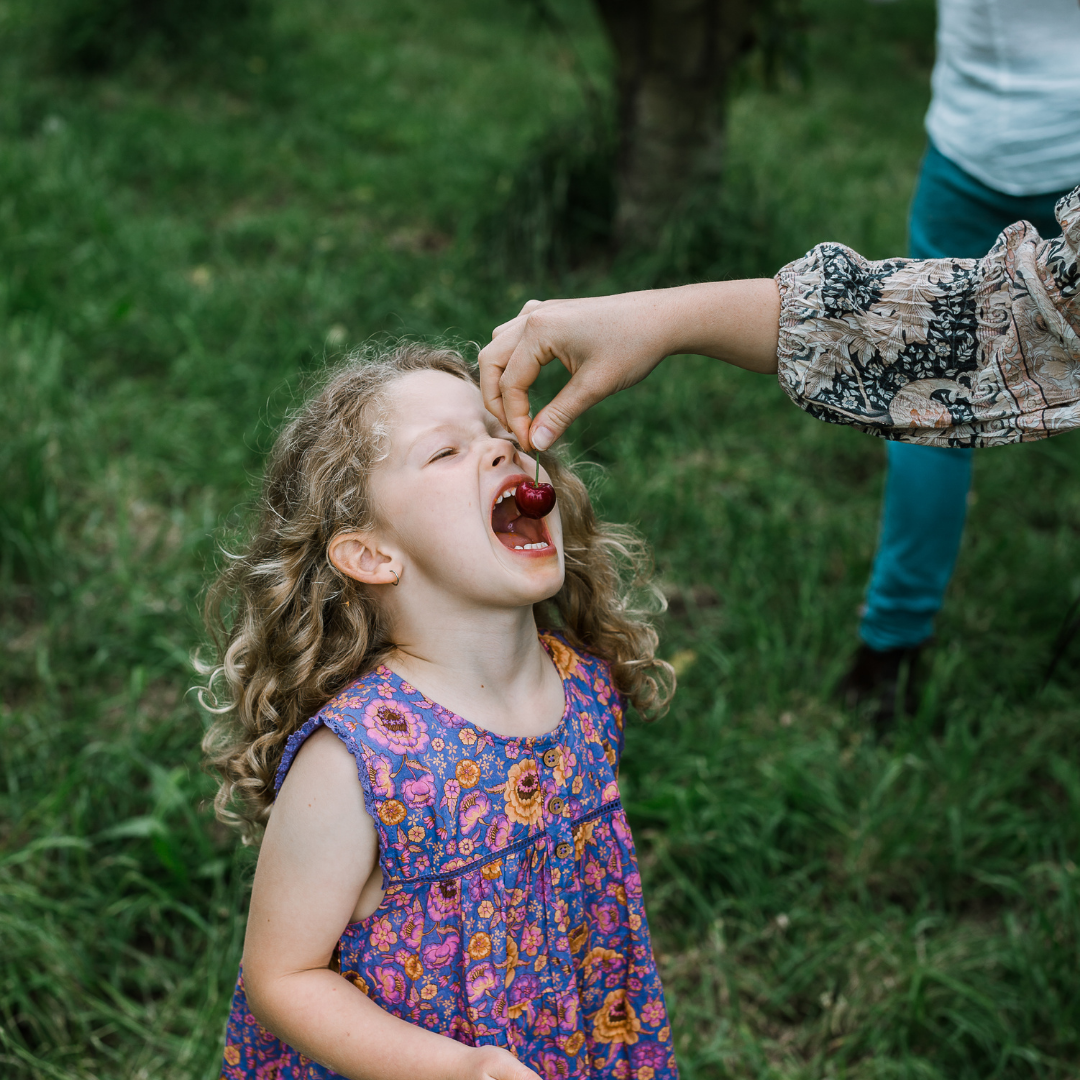Small child eating a cherry
