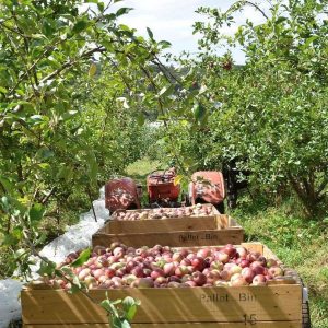 Apples